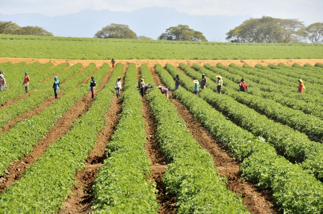 Productores valoran eliminación de cargas tributarias para el sector agropecuario dominicano